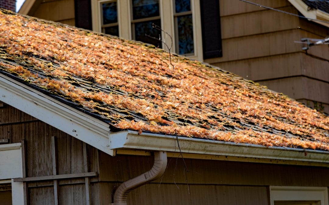 Spring Weather: 5 Common Roof Problems Ashdown Homeowners Experience in Springtime